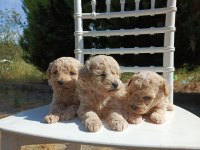 Rezerveye açık maltipoo bebeklerim