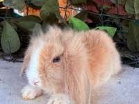 Orjınal Hollanda Teddy Lop Tavşanı
