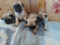 Pug köpeği yavrularımız