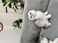Ömürlük Yuva Arıyoruz Scottish Fold Kedimize