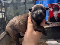 Safkan Irk Garantili Malinois Köpekler
