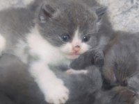 3 Haftalık Scottish Fold Yavrular