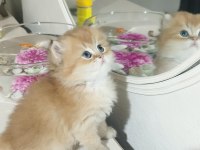 Kaliteli ev ortamında british longhair yavrum