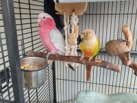 Pineapple Conure