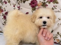 BONCUK GİBİ MALTİPOO KÖPEĞİ