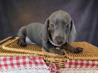Mavi Gözlü Dachshund Yavruları