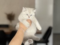 Harika Surat British Shorthair Yavrularım
