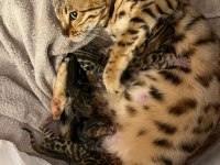 Erkek ve dişi bengal kedisi yavrularımızı sahiplendiriyoruz
