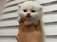 Chinchilla yavru