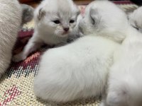 Yeni yuvasını arıyor kedilerimiz