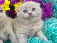 Show kalite scottish fold bebekler yeni yuvalarını arıyor