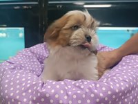 3 aylık dişi shih tzu yavrular