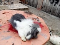 Üç adet hollanda lopu ve iki adet angora tavşanı