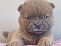 Fawn nadir renk Chow Chow