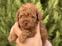 Bakmadan Geçemeyeceğiniz Toy Poodle yavrularımız
