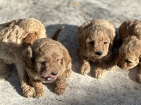 Tüy dökmez koku yapmaz poodle bebekler hazır