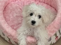4 Aylık aşıları tam yavru maltipoo