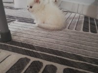 British shorthair yavrulara ömürlük yuva aranıyor