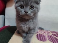 A Kalite sıfır kulak scottish fold