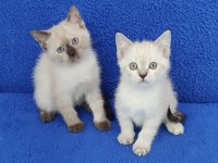 YENİ YUVASINA GİTMEYE HAZIR  BRİTİSH PONÇİKLER