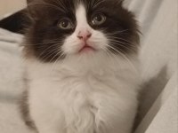 BRİTİSH LONGHAİR YAVRU KEDİLER