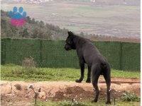 CANE CORSO KÖPEĞİMİZ HERKÜLE EŞ ARIYORUZ
