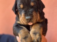 A SECERELİ DOBERMANLAR