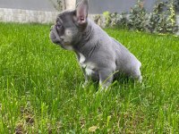 Balıkesir Kaliteli French Bulldog Yavrular