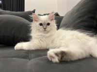 3 aylık dişi british longhair yavrumuza yuva arıyoruz