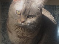 Bulut, british shorthair silver shaded