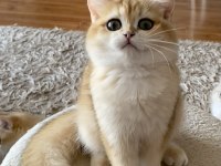 Safkan British Shorthair Erkek Yavru