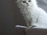 Mükemmel sıfır kulak scottish fold longhair bebeğim