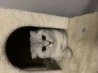 Scottish fold dişi 4 yaşında