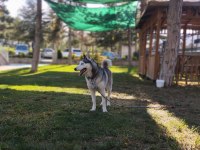 2 buçuk yaşında safkan dişi husky (sibirya kurdu)