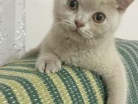 Detaylı bilgi için arayın british shorthair