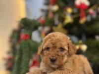 Minik Maltipoo Bebeklerim