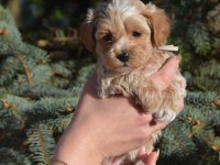 Maltipoo Yavrularımız