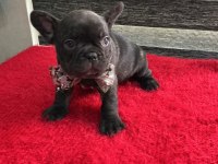 YURT DIŞI KAN HATTI EGZOTİK MICRO FRENCH BULLDOG YAVRULAR