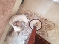 Siyam kedisi iran
