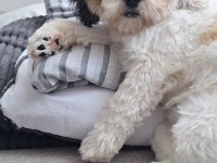 5 aylık Shih Tzu