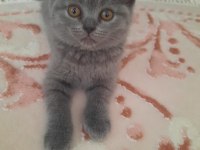 Yavru kedi tatlı scottish fold
