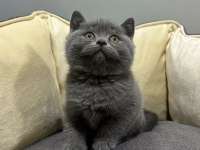 Ayı surat koca kafa british shorthair bebekler