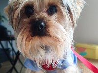 Yorkshire terrier cinsi oğluma eş arıyorum