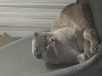 Scottish fold Lokum kedimiz
