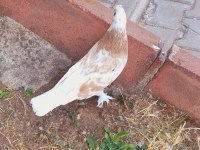 SARI ALA PERÇEM ERKEK GÜVERCİN 81 İLE GÖNDERİM VARDIR