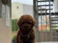 Kore Kan Poodle Bebekler