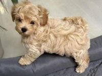 Harika kalitede maltipoo bebeklerimiz