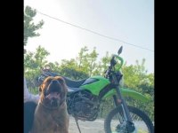 Presa canario yavrular yer bursa son 3 adet