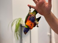 Oyuncul Maskot Lori Papağanı