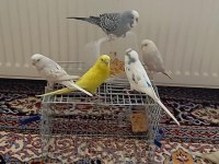 Ele alışkın muhabbet kuslari